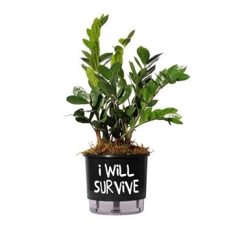 Vaso Autoirrigável I Will Survive Preto